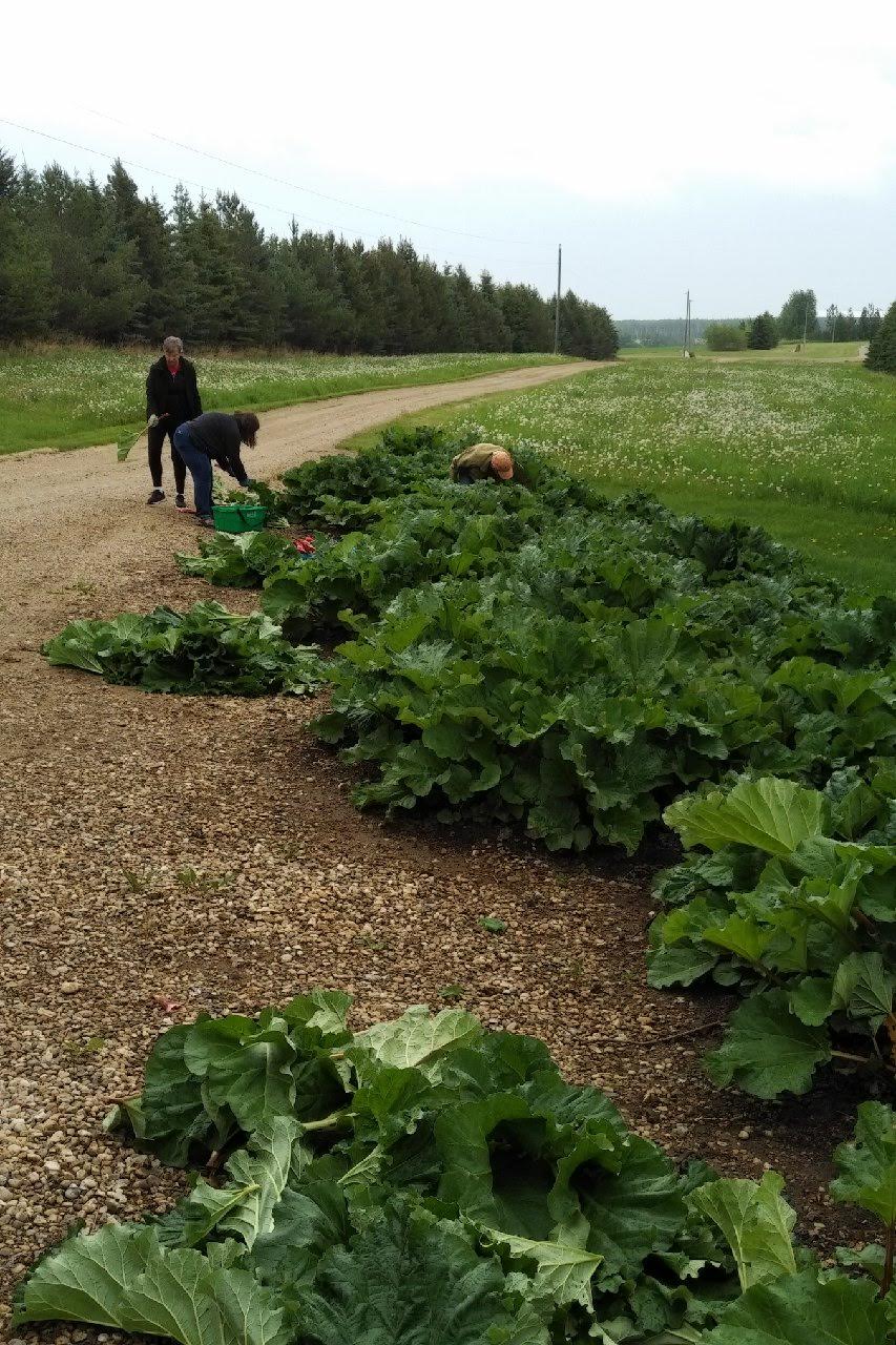 Strawberry Rhubarb Jam