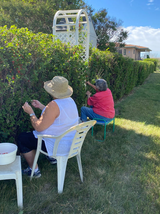 Picking Nanking Cherries