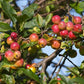Crabapple Butter